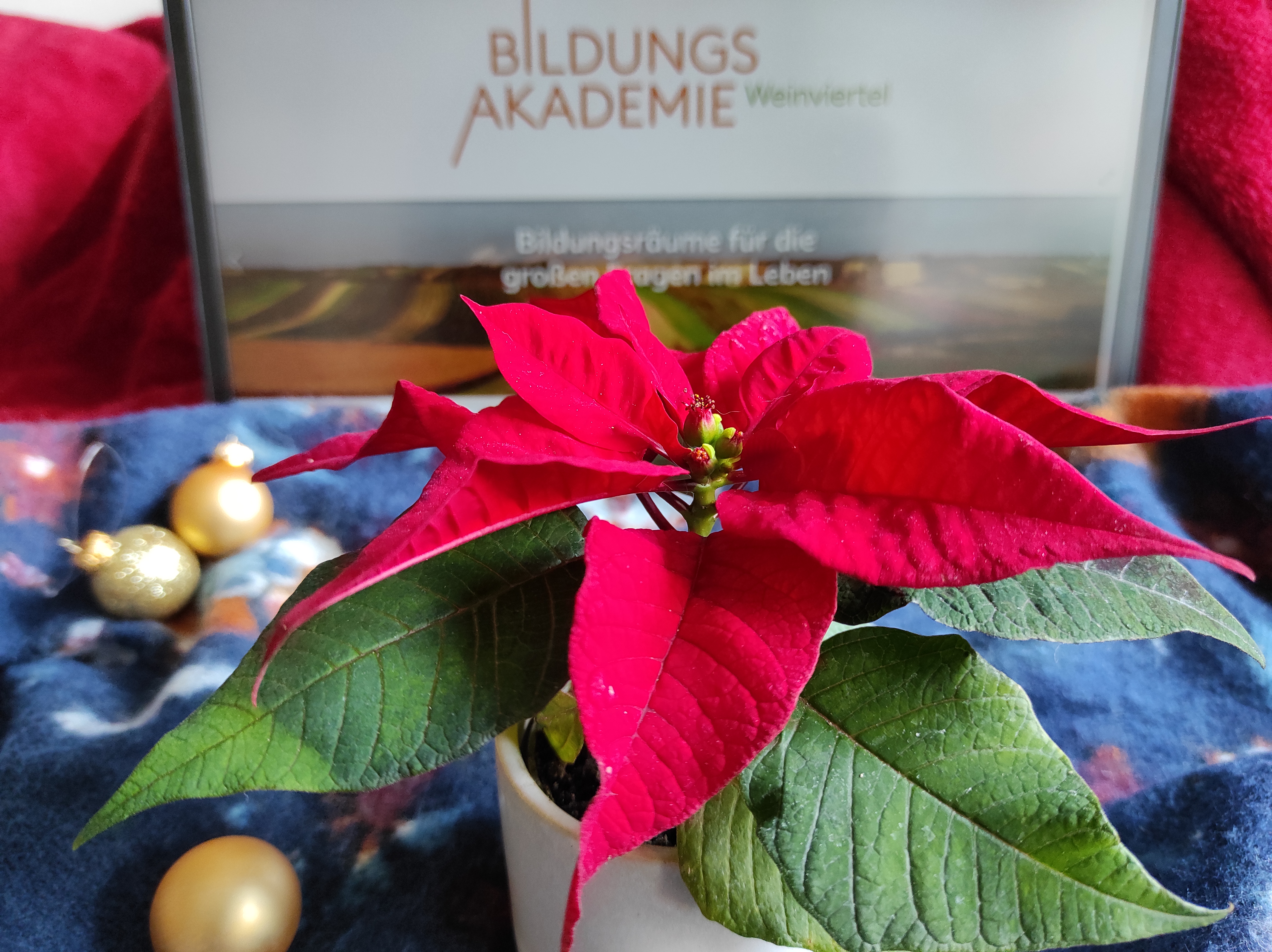 Advent in der Bildungsakademie / Bildungsakademie Weinviertel Weihnachtsstern und Bildungsräume
